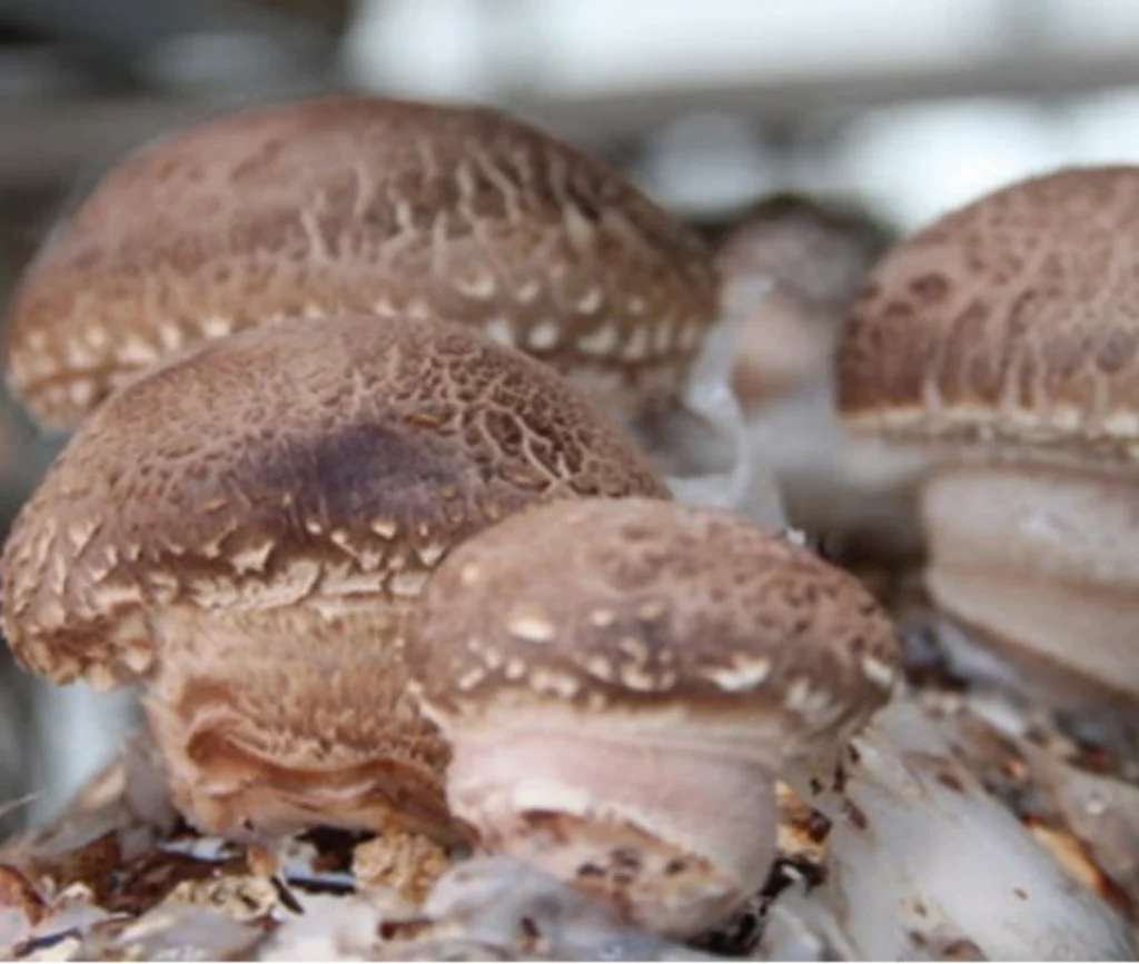 송화버섯, 베타글루칸의 NK세포 활성화