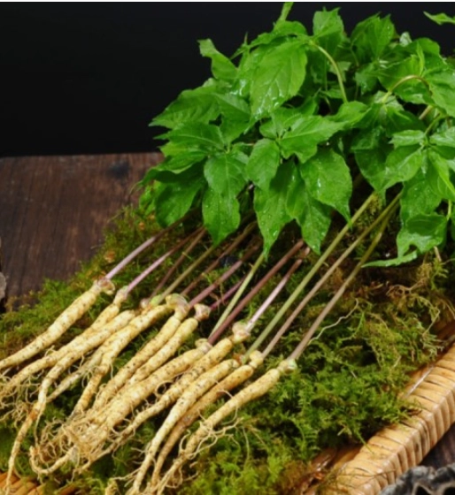 새싹인삼 잎 사포닌 함량 : '잎'까지 통째로 먹는 이유? 4 네이버 새싹