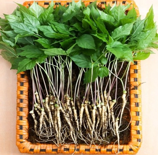 새싹인삼 잎 사포닌 함량 : '잎'까지 통째로 먹는 이유? 3 새싹 쿠팡