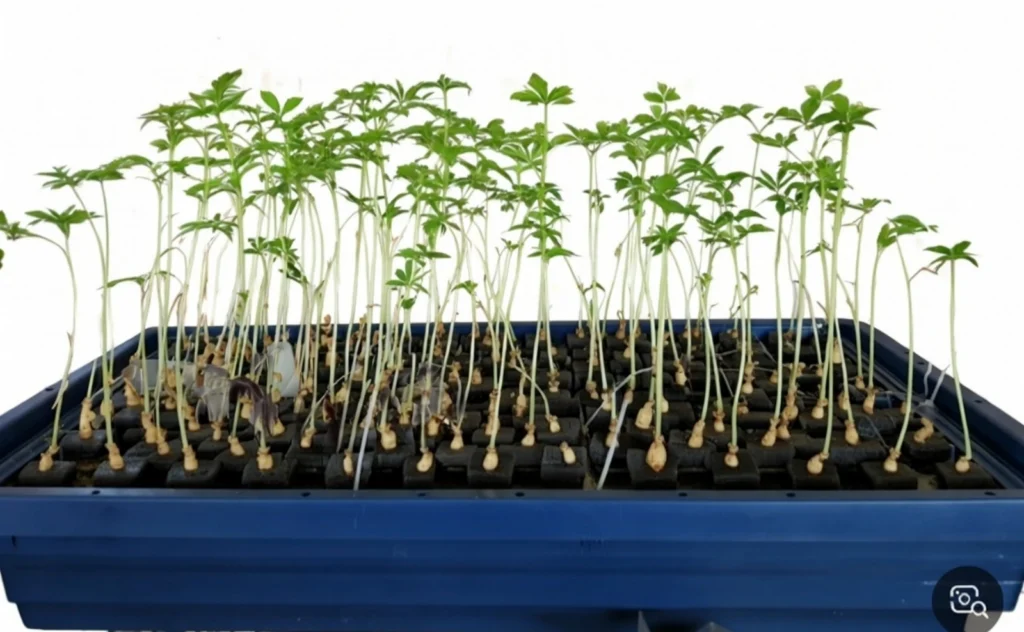 가정용 새싹인삼 수경재배 키트